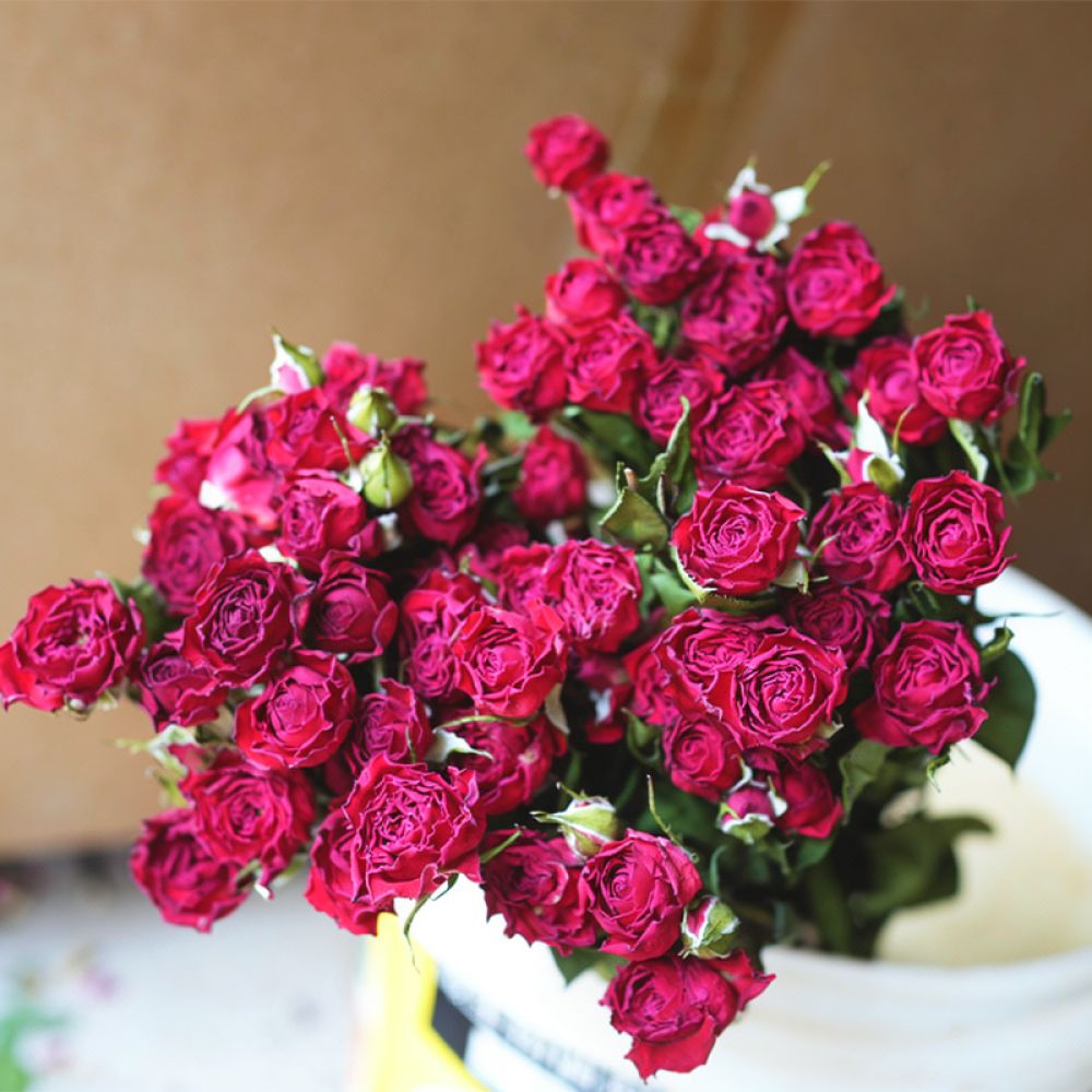 Natural Preserved Dried Rose F - Resin Art Rose ulasan dan harga