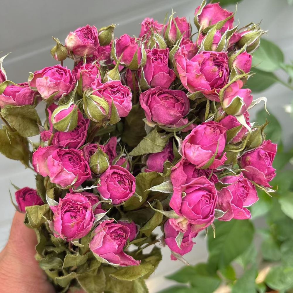 Natural Preserved Dried Rose F - Resin Art Rose ulasan dan harga
